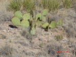 Opuntia cyclodes, Conchas Lake, NM