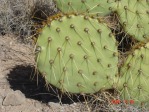 Opuntia cyclodes, Conchas Lake, NM