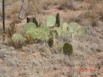 Opuntia cyclodes, Conchas Lake, NM