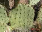 Opuntia cyclodes, Conchas Lake, NM