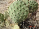 Opuntia cyclodes, Conchas Lake, NM