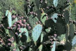 Opuntia cyclodes, garden plant