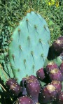 Opuntia cyclodes, garden plant