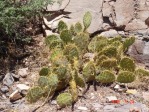 Opuntia cyclodes, Tremontina, NM