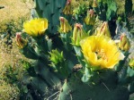 Opuntia cyclodes, garden plant