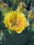 Opuntia cyclodes, garden plant