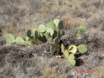 Opuntia cyclodes, Conchas Lake, NM