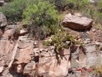 Opuntia cyclodes, Tremontina, NM