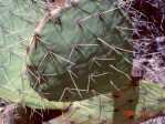 Opuntia cyclodes-like, Villanueva, NM