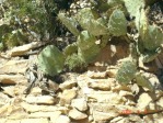 Opuntia cyclodes, Villanueva, NM