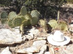 Opuntia cyclodes, Villanueva, NM