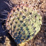 Opuntia cymochila, winter