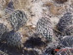 Opuntia cymochila, winter