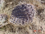 Opuntia cymochila, winter