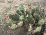 Opuntia cymochila, grassland