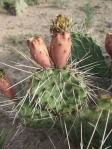 Opuntia cymochila, fruit