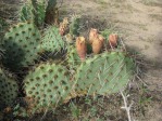 Opuntia cymochila, fruit, Albuquerque, NM