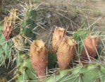 Opuntia cymochila, fruit, closeup