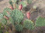 Opuntia cymochila, grassland