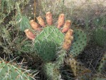 Opuntia cymochila, grassland