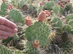 Opuntia cymochila, fruit