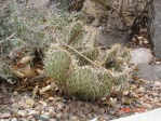 Opuntia cymochila, Rio Grande Botanical Garden, Albuquerque, NM