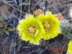 Opuntia cymochila, typical ruffled flower