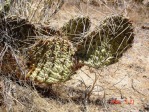 Opuntia cymochila in winter, Albquerque, NM