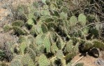 Opuntia cymochila, Albuquerque, NM area