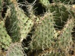 Opuntia cymochila, Albuquerque, NM area