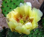 Opuntia cymochila, garden plant