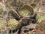 Opuntia cymochila, late summer, Carrizozo, NM