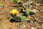 Opuntia cymochila, garden plant