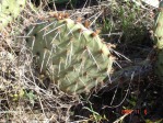 Opuntia cymochila, Clinton OK