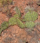 Opuntia cymochila, Clinton OK