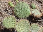 Opuntia cymochila, few spines, Conchas Lake, NM