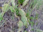 Opuntia cymochila, Daiv Freeman