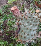 Opuntia cymochila, England, Dave Mersh