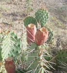 Opuntia cymochila, fruit, Albuquerque, NM