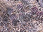 Opuntia cymochila, winter, Pueblo, CO