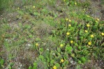 Opuntia cymochila (L) with O. humifusa (R), Georgia (Caucasus), Levan Kalatozishvili