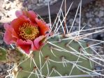 Opuntia cymochila, garden plant, Nancy Hussey