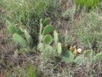 Opuntia cymochila, NewKirk, NM