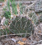 Opuntia cymochila, Ontario, Canada, perhaps naturralized, Derek Stephen