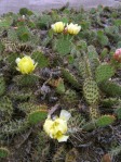 Opuntia cymochila, garden plant, Prague, CK