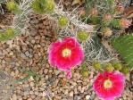 Opuntia cymochila, Rio Grande Botanical Garden, Albuquerque, NM