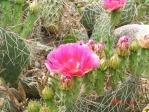 Opuntia cymochila, Rio Grande Botanical Garden, Albuquerque, NM