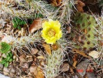 Opuntia cymochila, garden plant