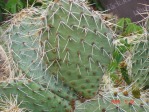 Opuntia cymochila, Rio Grande Botanical Garden, Albuquerque, NM