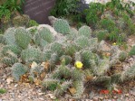 Opuntia cymochila, Rio Grande Botanical Garden, Albuquerque, NM